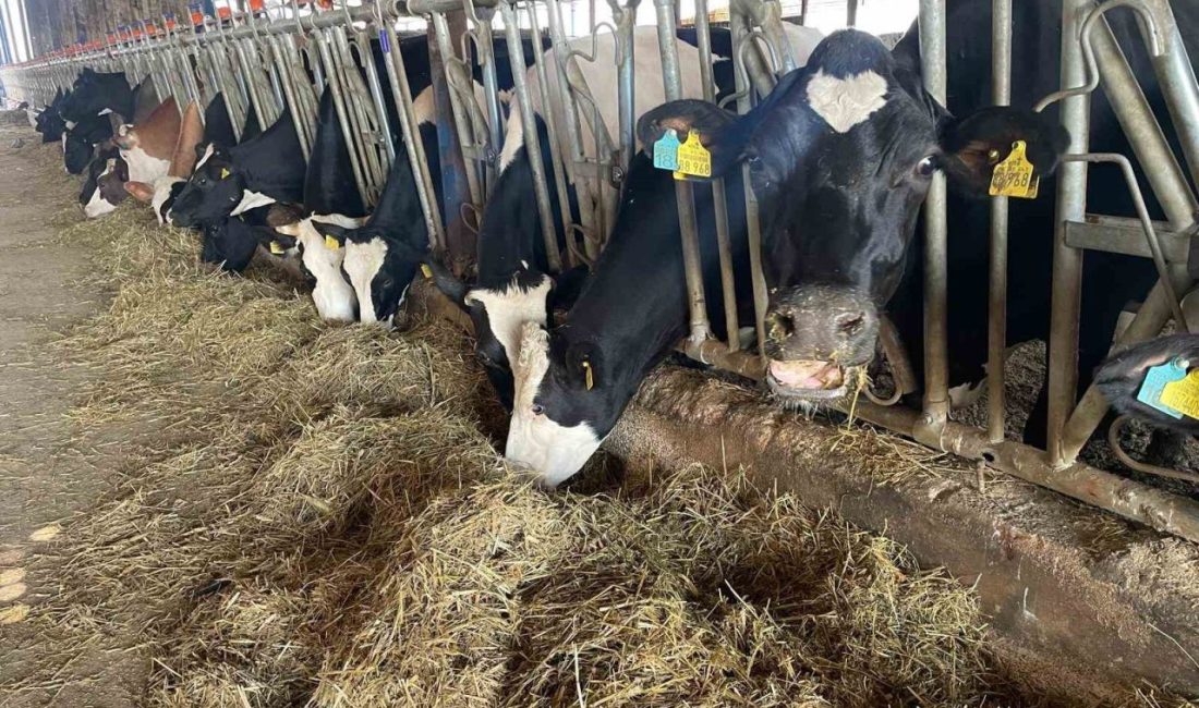 Tüm Süt, Et ve Damızlık Sığır Yetiştiricileri Derneği (TÜSEDAD) Başkanı Müslüm