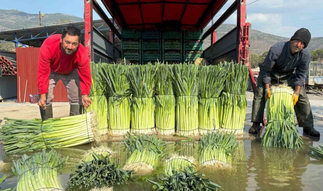 Menemen ilçesinin verimli ovalarında kış sebzesi pırasanın hasadı başladı. İzmirli