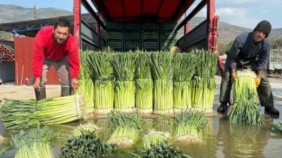 Menemen ilçesinin verimli ovalarında kış sebzesi pırasanın hasadı başladı. İzmirli
