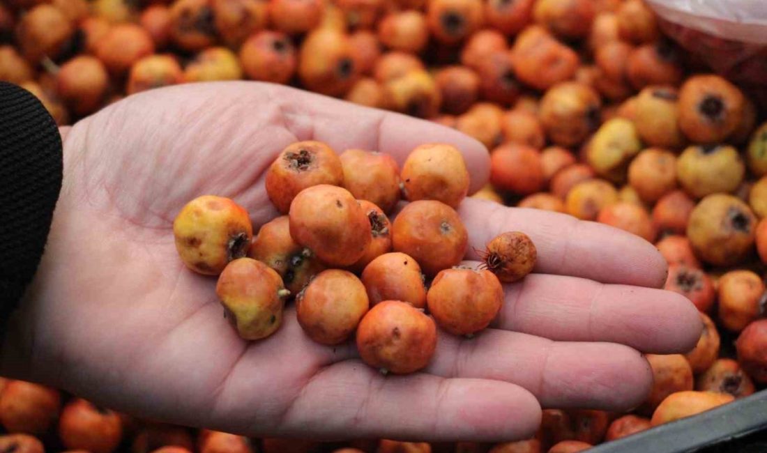 Aydın’ın dağlarında kendiliğinden yetişen ve dikenli ağacından zahmetle toplanan alıç