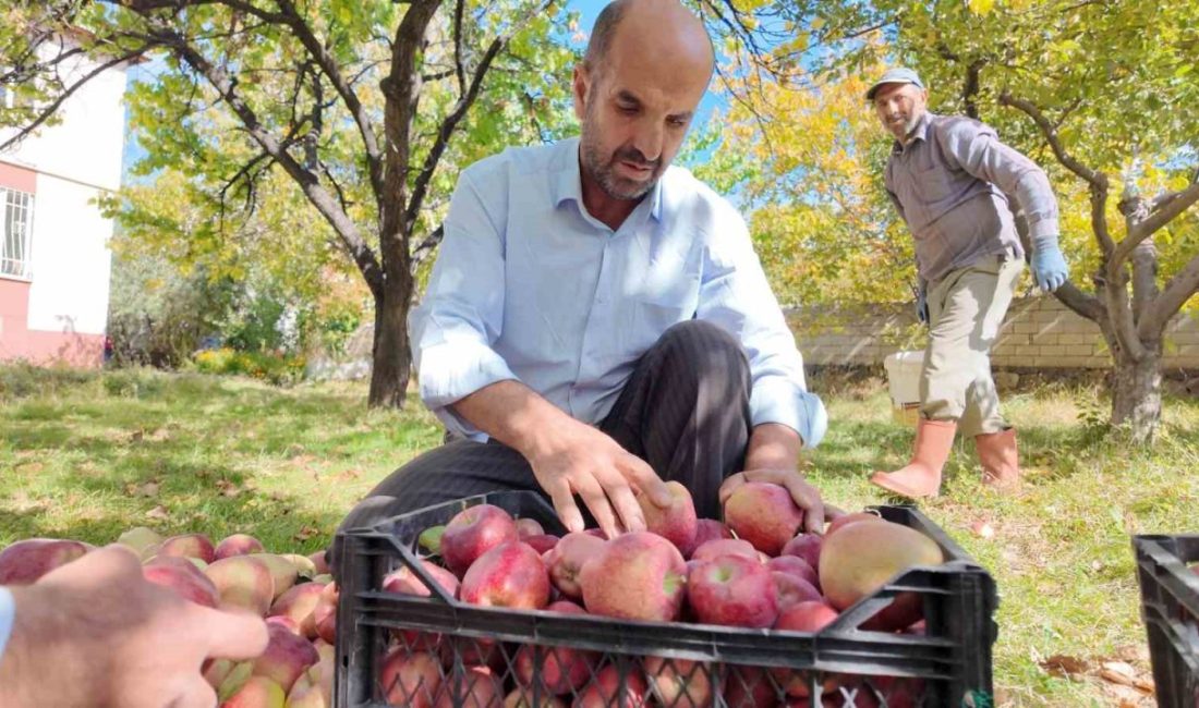Van’ın Erciş ilçesinde elma yetiştiricileri kışlık elmaları dallardan indirmeye başladı.
