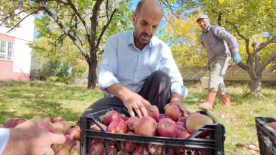 Van’ın Erciş ilçesinde elma yetiştiricileri kışlık elmaları dallardan indirmeye başladı.