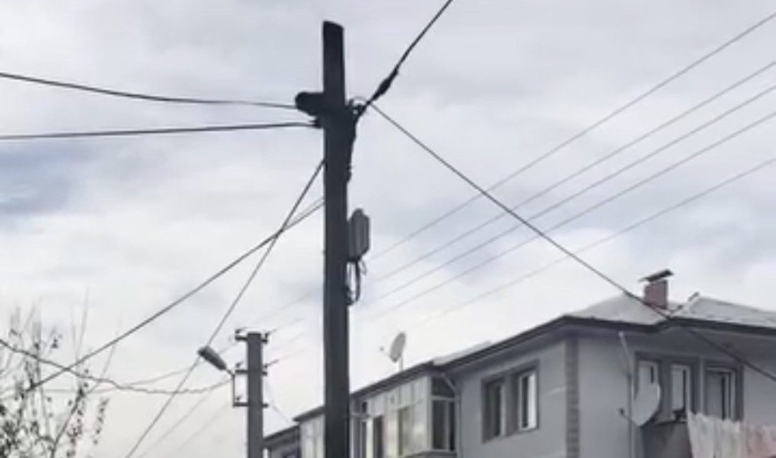 Düzce’de köpeklerden kaçarak tırmandığı telefon direğinde mahsur kalan kedi, Düzce