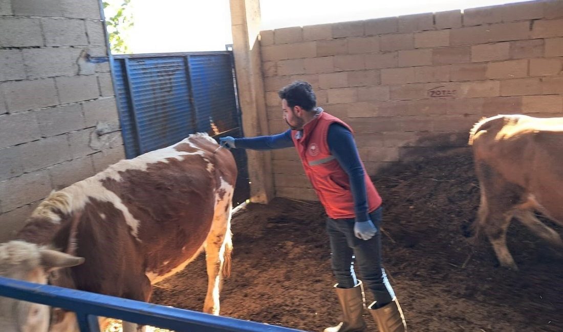 Aydın’ın Köşk ilçesinde şap hastalığıyla mücadele kapsamında büyükbaş hayvanların aşılanması