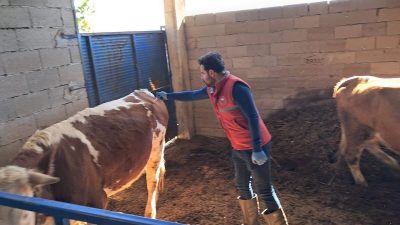 Aydın’ın Köşk ilçesinde şap hastalığıyla mücadele kapsamında büyükbaş hayvanların aşılanması