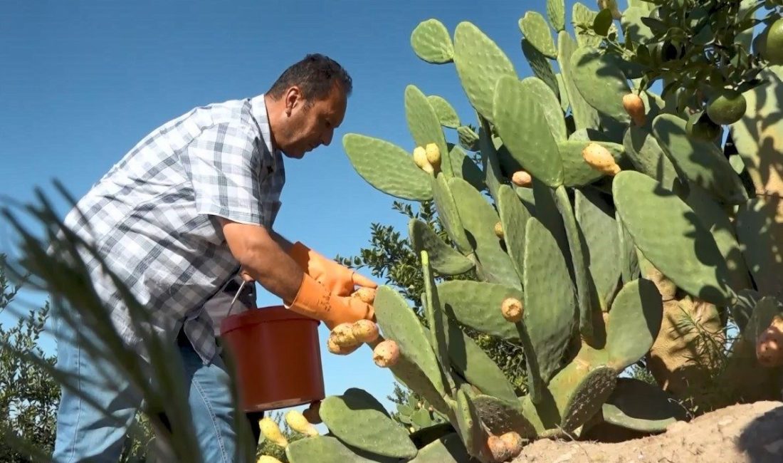 Mersin’de sulama imkanı az olan bölgelerde yetiştirilen dikenli incirde hasat