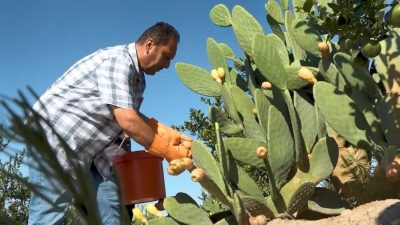Mersin’de sulama imkanı az olan bölgelerde yetiştirilen dikenli incirde hasat