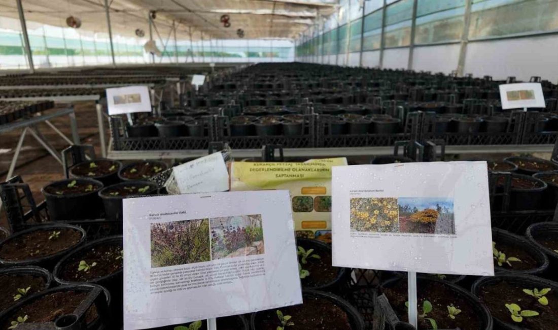 Şanlıurfa Büyükşehir Belediyesi, yeşil alanlarda su verimliliğini artırmak ve ekolojik