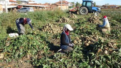 Kütahya’da çiftçilerin şeker pancarı sökümü mesaisi başladı. Üreticiler tarlalardan hasat