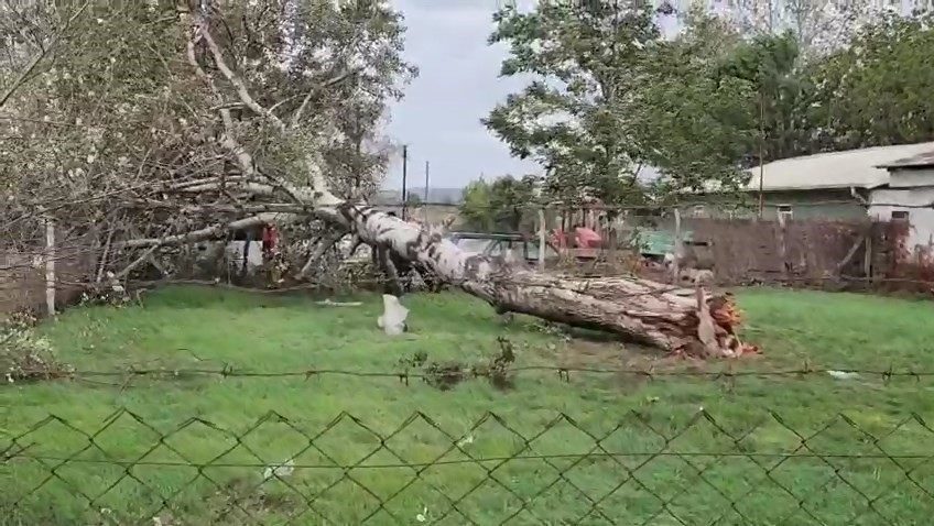 Bursa’nın Mustafakemalpaşa ilçesinde etkili olan şiddetli rüzgar, ağacı ve elektrik
