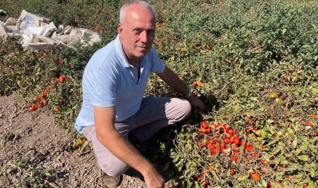 Bursa’nın Karacabey ilçesinden genç yaşlarında yabancı dil öğrenmek için gittiği