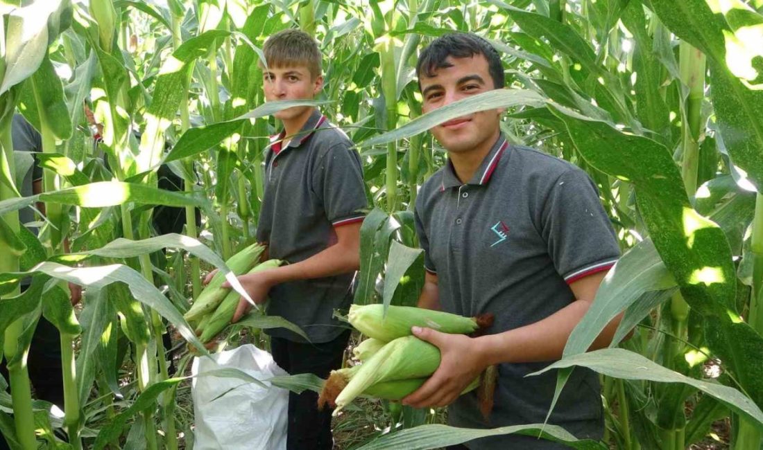 Malatya’da Tarım Mesleki ve Teknik Anadolu Lisesi’nde öğrenciler tarafından yetiştirilen