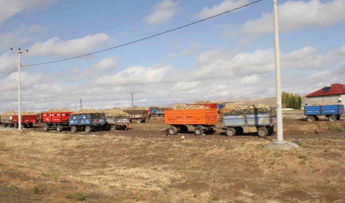 MUŞ (İHA) – Muş’un Malazgirt ilçesinde 2025 yılı şeker pancarı