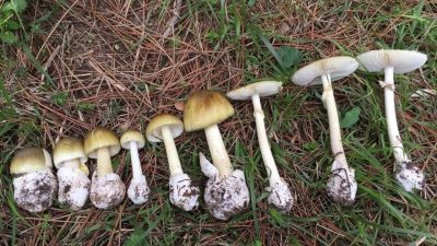 Sonbahar mevsimiyle birlikte artan mantar tüketimine dikkat çeken Dr. Öğretim