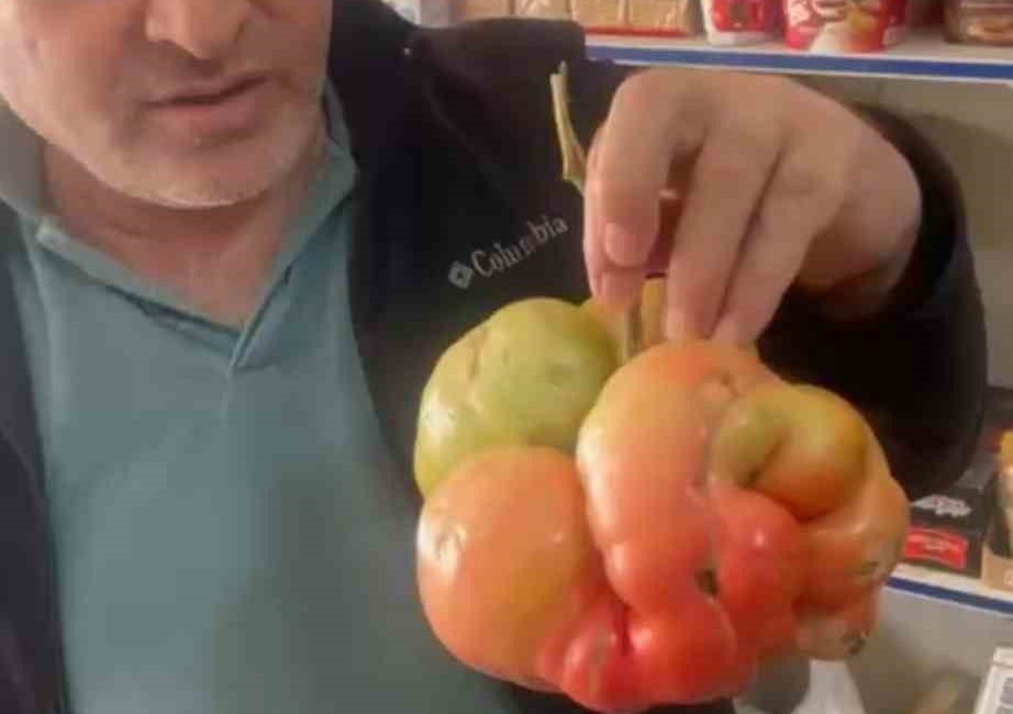 Mardin’in Mazıdağı ilçesinde bir çiftçinin tarlasından çıkan dev domates, ağırlığıyla