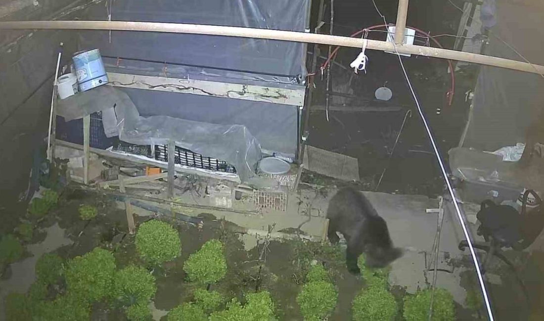 Karabük’ün Çerçiler Mahallesi’nde bir marul çadırına giren yavru ayı, iki