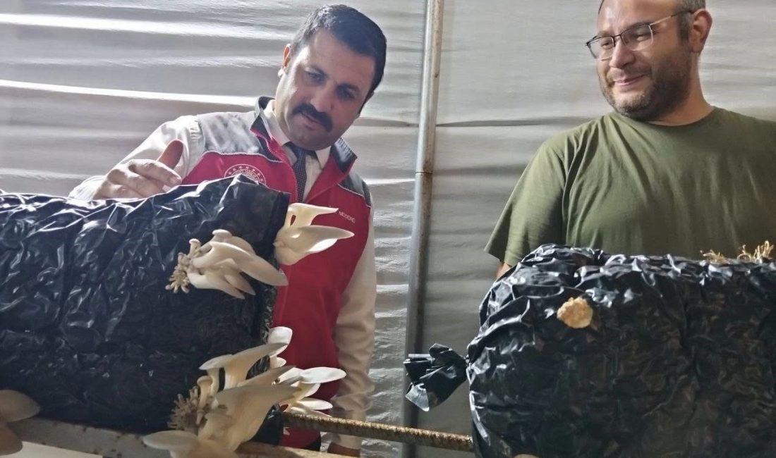 Menteşe İlçe Tarım ve Orman Müdürü Eren Kaçmaz, bölgedeki tarımsal