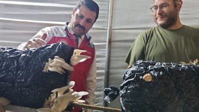 Menteşe İlçe Tarım ve Orman Müdürü Eren Kaçmaz, bölgedeki tarımsal