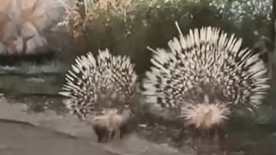 Muğla’nın Menteşe ilçesinde, nesli tehlike altında olan 3 oklu kirpi