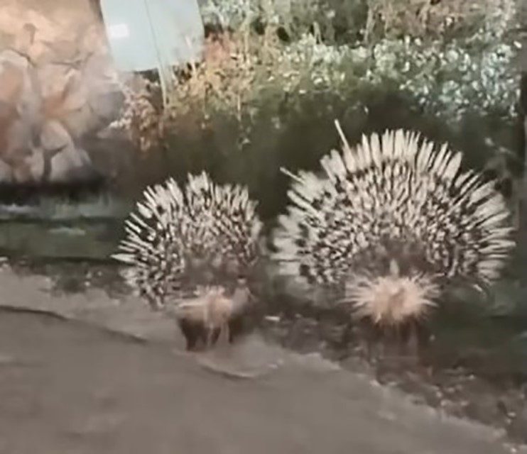 Muğla’nın Menteşe ilçesinde, nesli tehlike altında olan 3 oklu kirpi