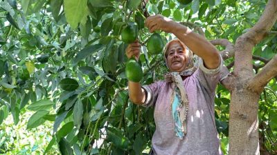 Mersin Büyükşehir Belediyesi, tarımsal kalkınma projeleriyle üreticilere destek vermeye devam