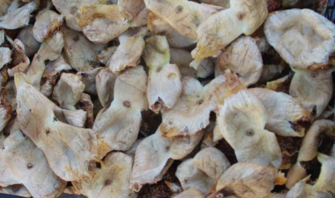 Mersin’in Mut ilçesinde hasadı tamamlanan incirin, sezona kilosu 250 lirayla