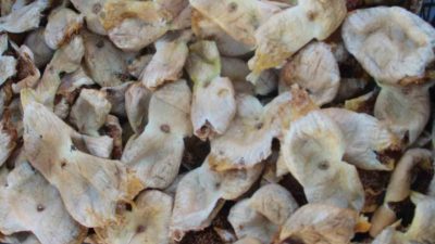 Mersin’in Mut ilçesinde hasadı tamamlanan incirin, sezona kilosu 250 lirayla