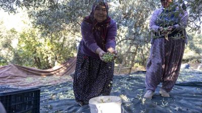 Mersin Büyükşehir Belediyesinin tarıma yönelik fidan destekleri kırsalda kalkınmaya katkı