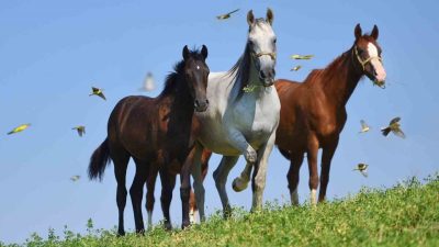 Malatya’nın Akçadağ ilçesinde bulunan Sultansuyu Tarım İşletmesi’nde yetiştirilen ünlü Arap