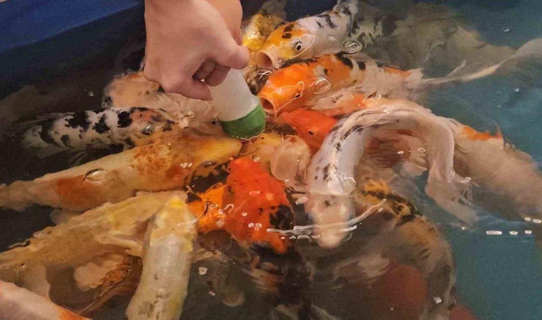 Minikler hem eğlendi hem de biberonla balık besledi Zonguldak’ta biberonla balık besleme etkinliği miniklerin ilgisini çekiyor. Zonguldak’taki bir