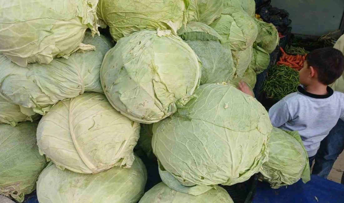 Muş’ta yetiştirilen lahanalar, Diyarbakır’ın Kulp ilçesinde tezgahta yerini aldı. Muş