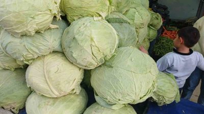 Muş’ta yetiştirilen lahanalar, Diyarbakır’ın Kulp ilçesinde tezgahta yerini aldı. Muş