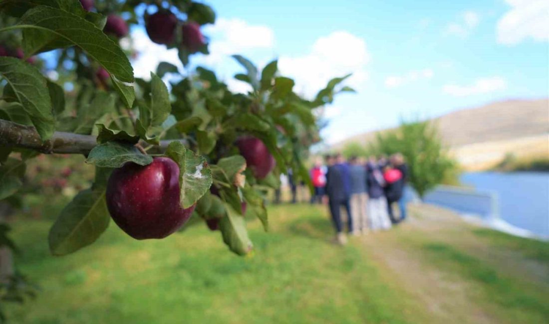 Muş’ta 4 bin 500 dekarlık alanda yapılan elma üretiminden bu