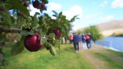 Muş’ta 4 bin 500 dekarlık alanda yapılan elma üretiminden bu