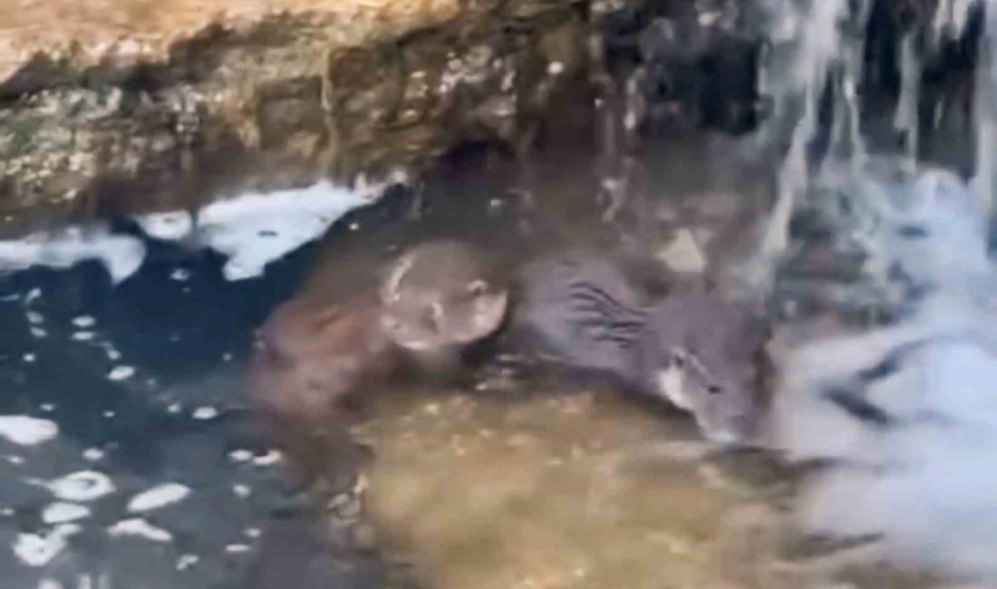 Hakkari’nin Yüksekova ilçesinde nadir görülen su samuru yavruları görüntülendi. Yüksekova