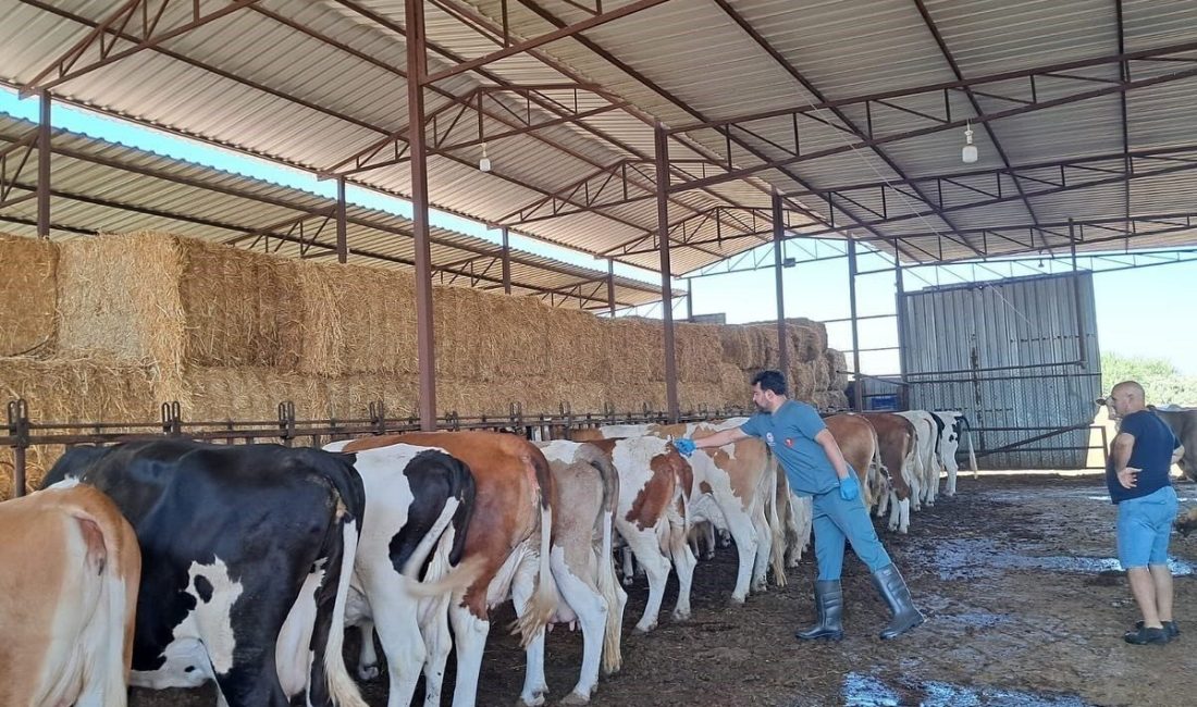 Aydın’ın Nazilli ilçesi İsabeyli Mahallesi’nde tespit edilen şap hastalığı sebebiyle