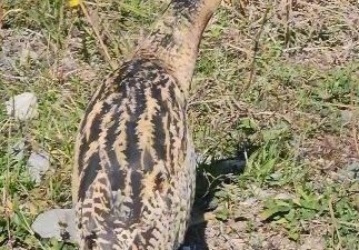 Artvin’in Borçka ilçesinde nesli tükenme tehlikesi altındaki Güney Amerika balabanı