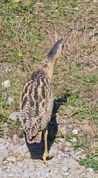 Artvin’in Borçka ilçesinde nesli tükenme tehlikesi altındaki Güney Amerika balabanı