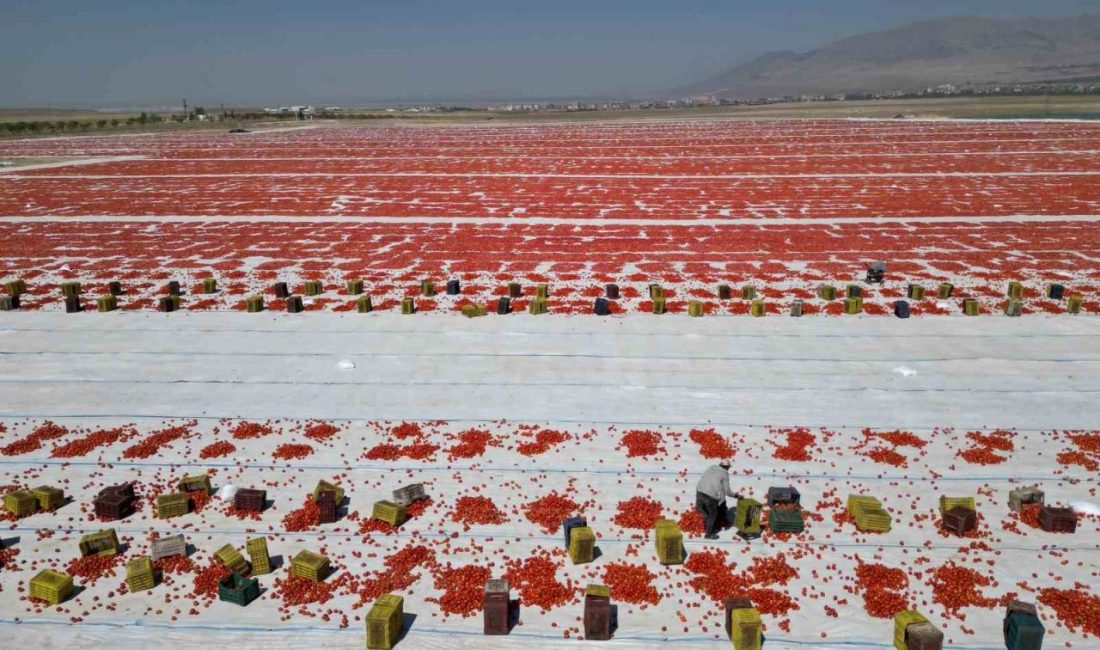 Niğde’nin Kaynaca köyünde güneş altında kuruyan domatesler, dünya mutfağına lezzet
