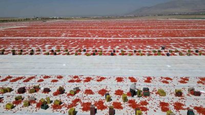Niğde’nin Kaynaca köyünde güneş altında kuruyan domatesler, dünya mutfağına lezzet