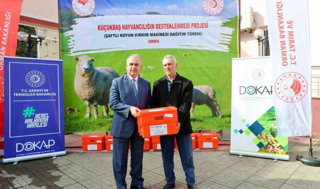 Ordu’da ’Küçükbaş Hayvancılığın Desteklenmesi Projesi’ kapsamında 150 koyun yetiştiricisine yüzde