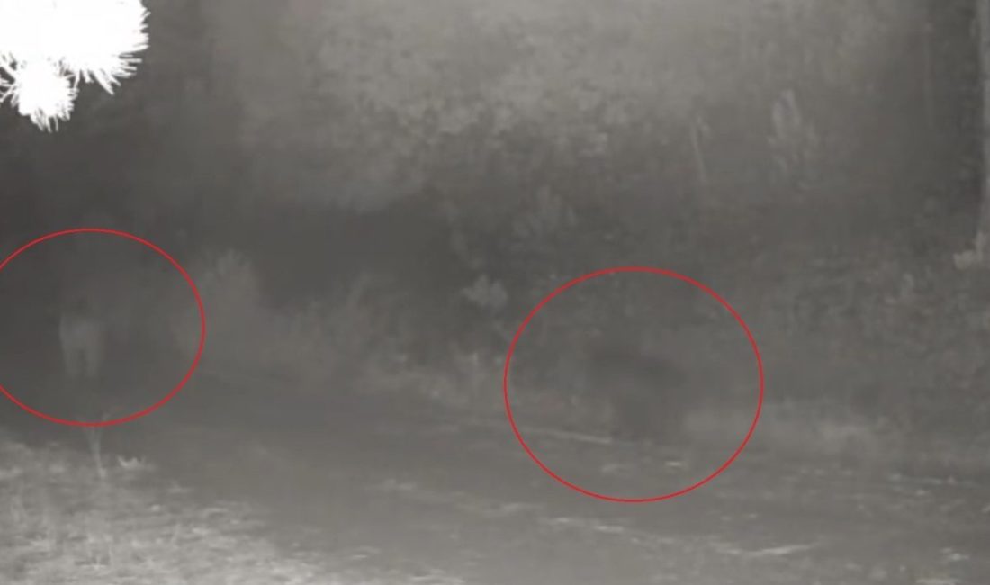 Ormanda yiyecek arayan anne ayı ve yavrusu fotokapanda Çankırı’da doğaya yerleştirilen fotokapanlarla ormanda yiyecek arayan anne ayı ile