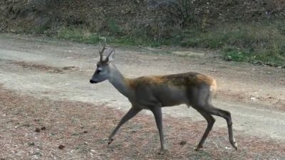 Çankırı’da doğaya yerleştirilen fotokapanlarla ormanda yiyecek arayan karacalar görüntülendi. Çankırı’da