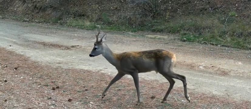 Çankırı’da doğaya yerleştirilen fotokapanlarla ormanda yiyecek arayan karacalar görüntülendi. Çankırı’da