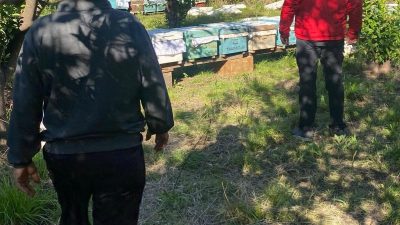 Muğla’nın Ortaca ilçesinde arılı kovan tespit çalışmaları yapılarak desteklemeler devam