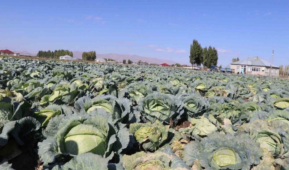 Ağrı’nın Patnos ilçesine bağlı Yalçınkaya Köyü’nde, bölge ekonomisi ve üretici