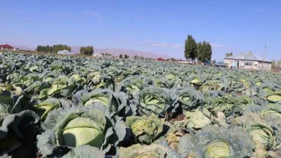 Ağrı’nın Patnos ilçesine bağlı Yalçınkaya Köyü’nde, bölge ekonomisi ve üretici