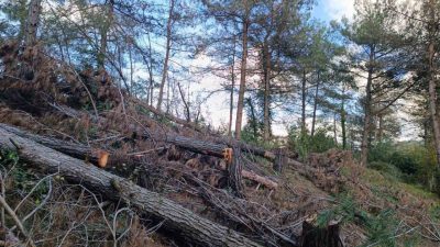 Hatay’da Amanos Dağları eteklerinde kesilmiş halde bulunan 20 kızılçam ağacıyla