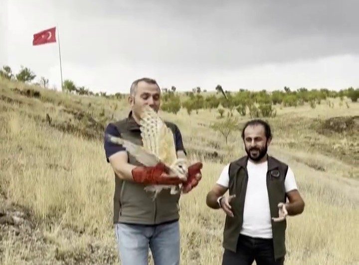 Peçeli baykuş yeniden yaban hayatta Erzurum’da veterinerler tarafından kontrol ve tedavisi yapılan peçeli baykuş, yeniden