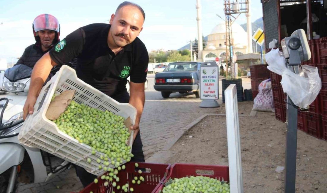 Muğla’nın Fethiye ve Seydikemer ilçelerinde zeytin hasadı tüm hızıyla sürüyor.